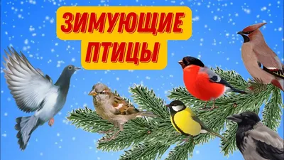 Тематический виниловый элемент МИР ПТИЦ. ЗИМУЮЩИЕ ПТИЦЫ.