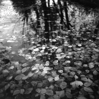 Черно-белая осень( black and white autumn )