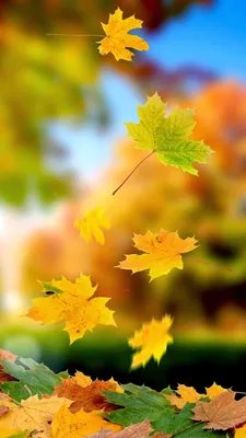 Скачать обои "Осень" на телефон в высоком качестве, вертикальные картинки " Осень" бесплатно