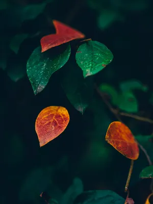 Photos Foliage Maple Autumn Pumpkin boards 1080x1920