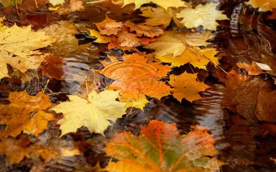 Осень дождь листья 
