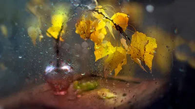 дождь осенние листья фото, осенние листья осенние листья, Hd фотография  фото, завод фон картинки и Фото для бесплатной загрузки