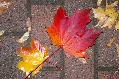 Пин от пользователя Эльвира на доске Осенние фото | Осенние листья, Осень,  Листья