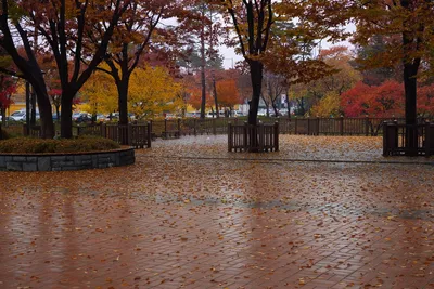 Осенний дождь. Фотограф Пшеничный Андрей