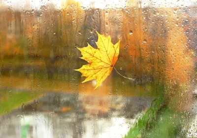 Дождливая осень | Пикабу