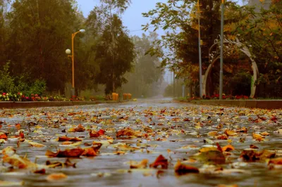 Фотография Осенний дождь. из раздела природа #6078985 - фото.сайт -  