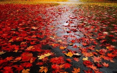 Осень, парк, аллея, дорога, листья, дождь. | Пейзажи, Природа, Парк