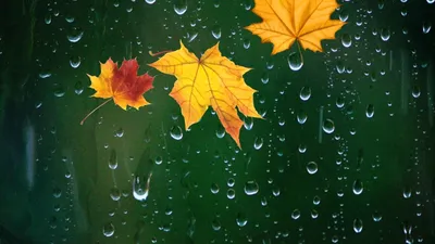 Осень дождь картинки