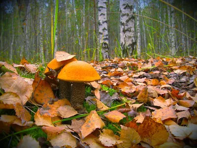 грибы, осень, трава, листья, макро фото | Природа, Грибы, Листья