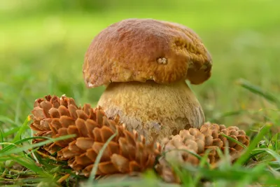 Осень – время грибов - Газета «Волга»