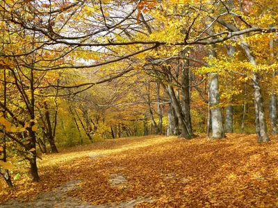 Осенний Лес / лес :: фото :: пейзаж :: Осень :: Природа (красивые фото  природы: моря, озера, леса) / смешные картинки и другие приколы: комиксы,  гиф анимация, видео, лучший интеллектуальный юмор.