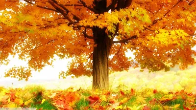 Осень лес картинки