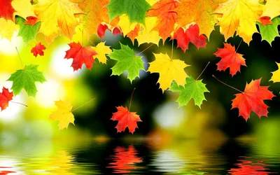 Обои на рабочий стол широкоформатные скачать бесплатно осень | Autumn  leaves wallpaper, Fall wallpaper, Photography wallpaper