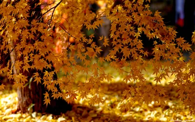 Картинка осень, прирола, клён, листья 1920x1080 скачать обои на рабочий  стол бесплатно, фото 368002