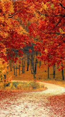 Картинки осень на заставку телефона (100 фото) • Прикольные картинки и  позитив | Картины с изображением природы, Пейзажи, Осенний пейзаж