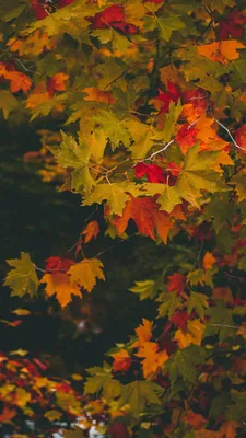 Обои на телефон клен, осень, ветки, листья, размытость, разноцветный -  скачать бесплатно в высоком качестве из категории "Природа"