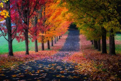 Обои осень, Эйфелева башня, кленовые листья. Фото осень 2560x1600 на  телефон.