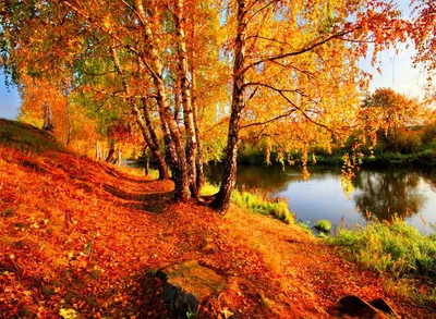 Картинки Листва Клён Осень Природа на ветке