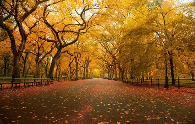 Фото пожелтевших листьев. Осенний пейзаж - обои на рабочий стол