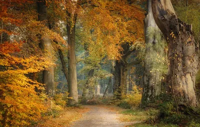 Обои осень, сезон, дерево, лист, природа на телефон Android, 1080x1920  картинки и фото бесплатно