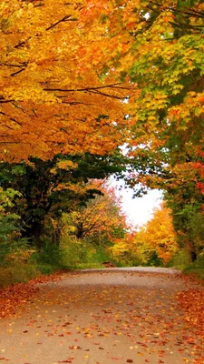 Картинка осенние обои, листья, деревья, фото, осень, природа 1920x1200  скачать обои на рабочий стол бесплатно, фото 48696