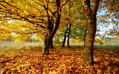 Золотая осень природа - 35 фото