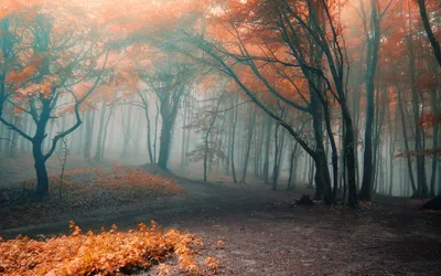 Обои на телефон дорога, лес, деревья, осень, природа - скачать бесплатно в  высоком качестве из категории "Природа"