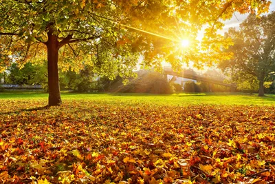 Картинка Природа осень » Осень картинки скачать бесплатно (353 фото) -  Картинки 24 » Картинки 24 - скачать картинки бесплатно