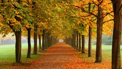 Обои осень, картинки осенняя природа, опавшие листья, небо, набережная.  Обои 1920x1080 осень