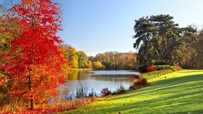 Обои осень, дерево, лист, природа, листопадные на телефон Android,  1080x1920 картинки и фото бесплатно