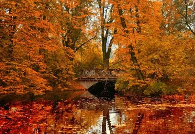 Осень река картинки