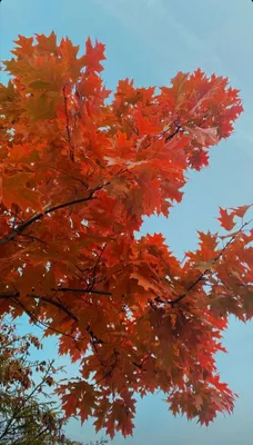 Осень - романтика | Осень, Инстаграм