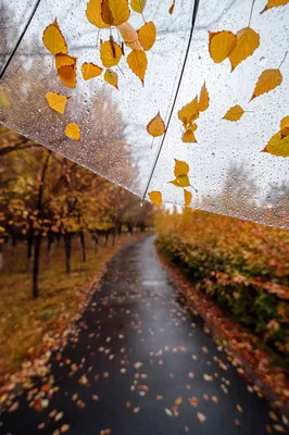 Осень с дождем картинки