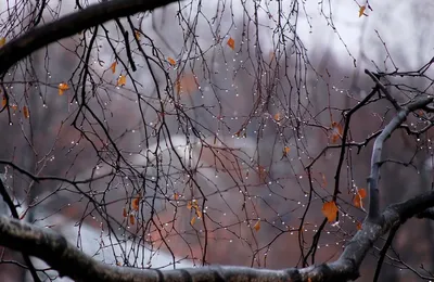 Осенний дождь. Фотограф Александр