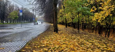 Осень пришла в Москву. Дождь придавил листву. (с) | Пикабу