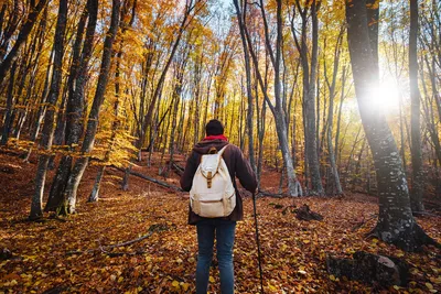 autumn, осенняя фотосессия, девушка осень лес, осень картинки с людьми,  Девушка, осень, Свадебный фотограф Москва