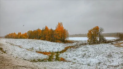 Первый снег. / Первый снег,поздняя осень,лес,дорога