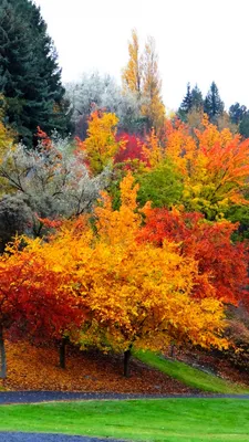 Обои на телефон красивые природа осень - фото и картинки 