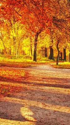 Обои Autumn, Photo, Picture, Phone картинки на рабочий стол, раздел  настроения - скачать