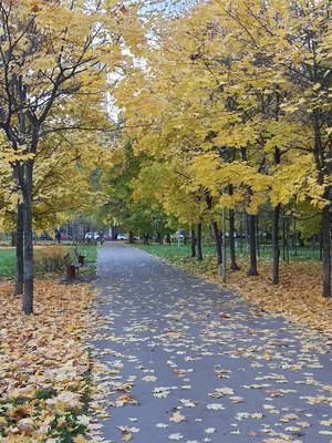 Осень в городе || Autumn in the City | Александр Кузнецов | Flickr