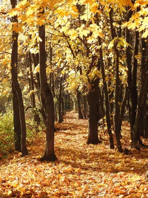 Раскраска Осень в лесу распечатать или скачать