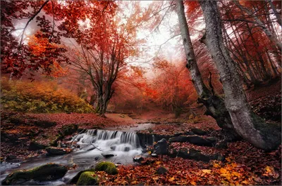 Фотообои "Утро в лесу". Изготовим точно под размер вашей стены. Купить.