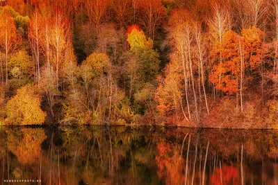 Лиственный лес осенью.. Фотограф Купреев Юрий