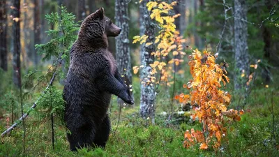 Осенний лес | Пикабу