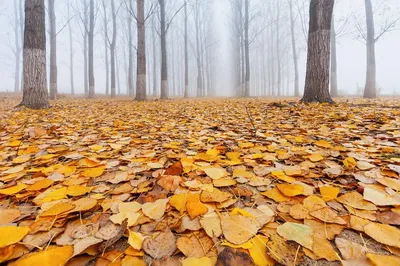 Картина "Золотая осень в лесу " | Интернет-магазин картин "АртФактор"