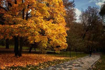 КРАСИВЫЕ КАДРЫ on Instagram: "Добрый вечер, друзья! 🍁🍂🍁 Золотая осень в  Москве. 🍁🍂🍁 Больше красивых фото по ссылке в профиле. Благодарим  @andrey_rat… | Картины пейзажа, Пейзажи, Осень