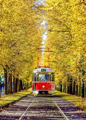 Золотая осень в Москве.