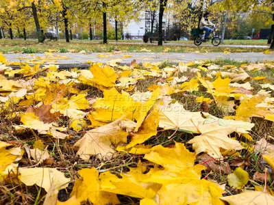 Агентство городских новостей «Москва» - Фотобанк