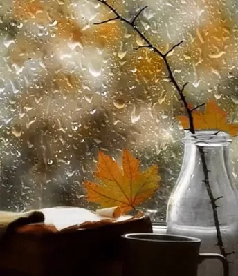 Осень за окном. Photographer Pshenichniy Andrey
