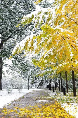 Осень зима природа картинки